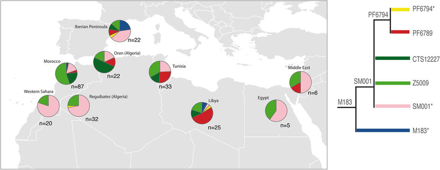 haplogroup-E-M183-subclade-distribution