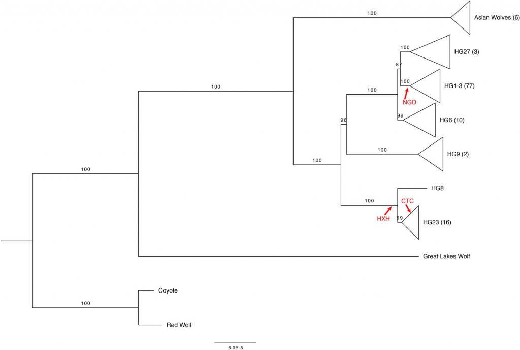 canid-phylogeny