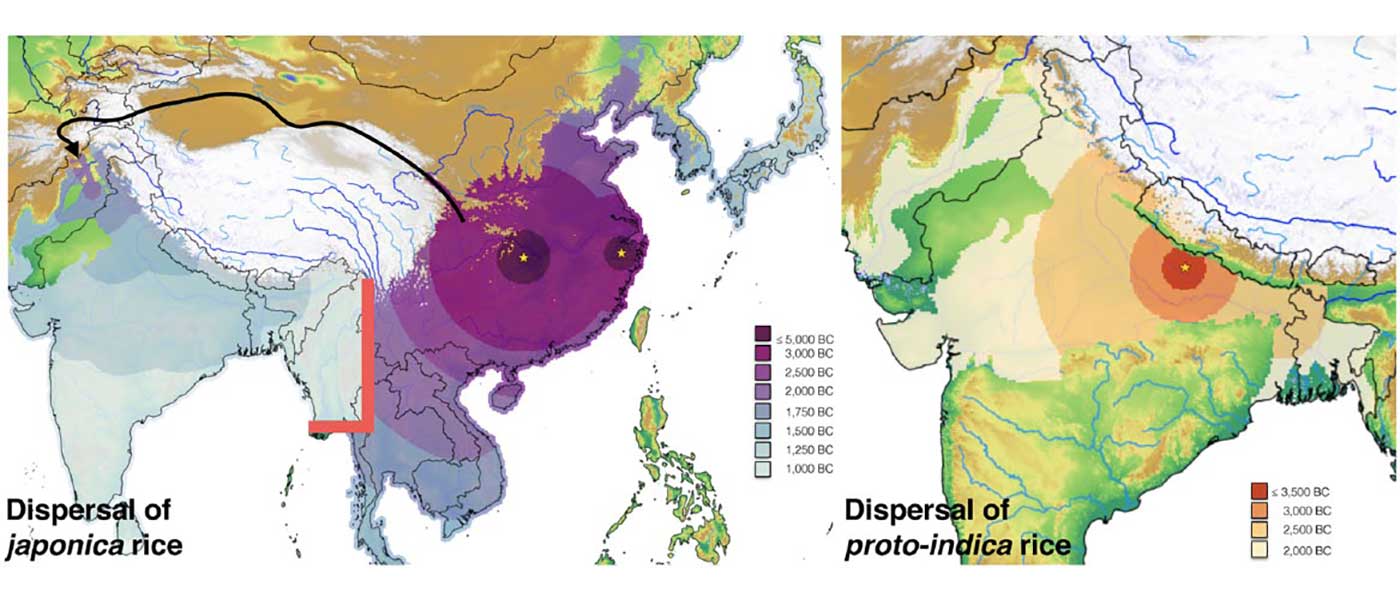 Modelling of prehistoric dispersal of rice varieties in India point to ...