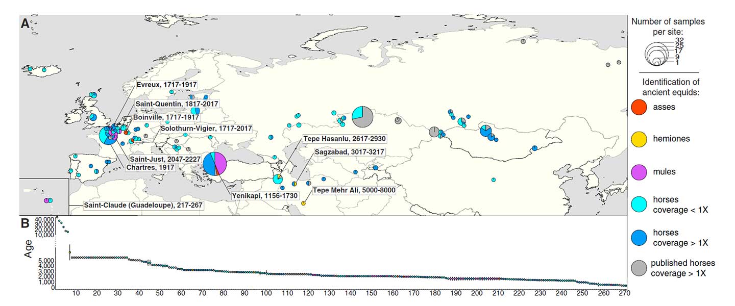 Yamna la fuente más probable del caballo doméstico; el linaje más próximo, del campaniforme oriental